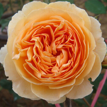 浴花谷花卉月季苗欧月庭院爬藤月季龙沙宝石月季自由精神藤本月季盆栽攀援月季花期长 王妃【图片 价格 品牌 报价】-京东