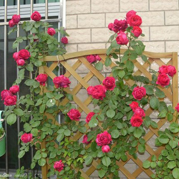 欧月大花月季苗大游行阳台庭院盆栽爬藤月季藤