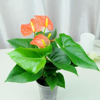 红掌 白掌 盆栽绿植 花卉水盆植物 室内一帆风顺