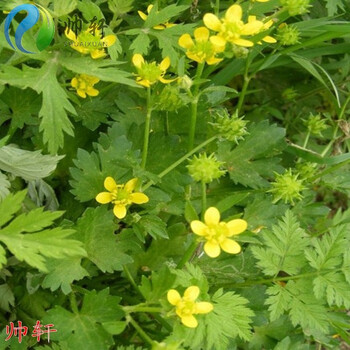 帅轩药材种子猫爪草种子猫爪草种籽猫爪草种子50克