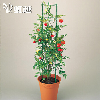 虹越 日本DAIM爬藤攀援花卉植物固定铁环支架