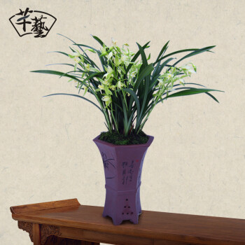 兰花盆栽 兰花苗 大凤素 4连体 不带花_ 3折现价28元