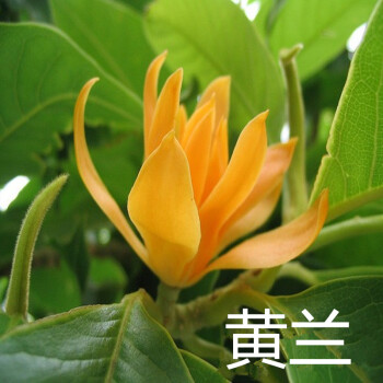 花络阁嫁接白兰花树苗白玉兰黄桷兰黄葛兰黄果兰四季开花白兰花苗盆栽