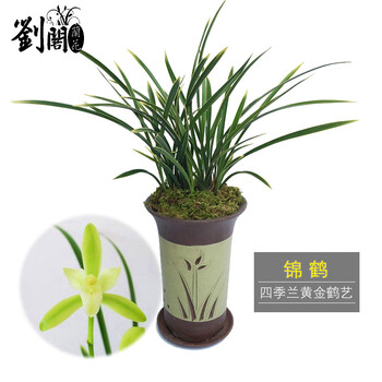 热卖推荐商品详情商品描述刘阁兰花 建兰四季兰 锦鹤 黄金鹤艺好养易