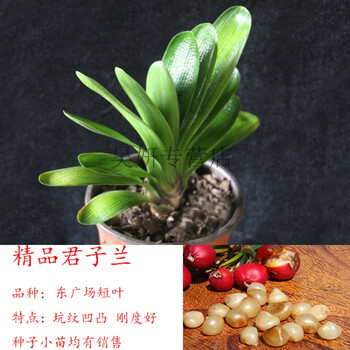 君子兰种子长春新品东广场短叶王2017年花新种子新品君子兰苗 种子图片