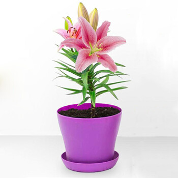 瑜昆盆栽香水套餐绿植花卉百合种球百合百合粉花苗单颗种球婚神狮子座7宫图片