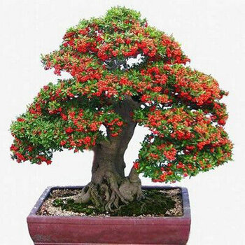 火棘盆景下山桩火棘树桩冬天结果植物 庭院盆栽绿化 3