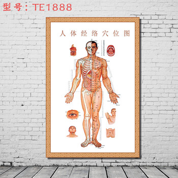 居梦坞针灸艾灸人体经络穴位脊柱图大挂图足部全身中医身体养生保健