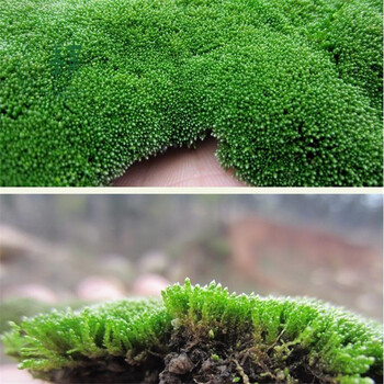 瑞天假山草苔藓种子孢子盆景青苔上水石吸水石草籽草种子花草植物造景