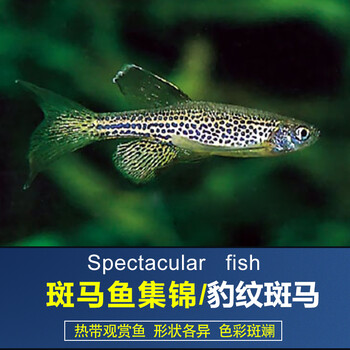 观赏鱼小型热带鱼活体宠物热带斑马鱼淡水鱼包活 豹纹