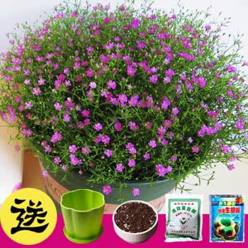 宿泽 满天星种子太阳花康乃馨波斯菊薰衣草花卉四季种