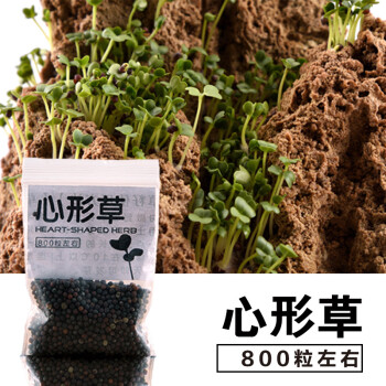 草籽草种子上水石吸水石奇石盆景植物圆叶草三叶草混装微景观 心形草