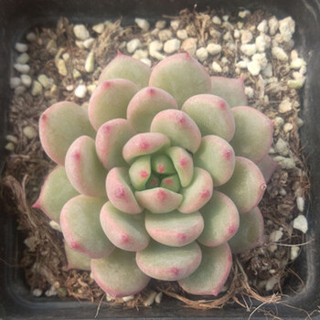 多肉植物草莓卷娟防辐射绿植盆栽迷你花卉园艺萌肉肉长生草观音莲 深