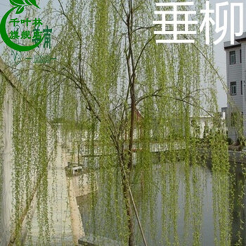 柳树苗垂柳苗竹柳树苗黄金柳金丝垂柳垂柳小苗梧桐树苗法桐网垂柳15