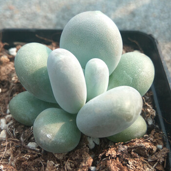 多肉植物草莓卷娟防辐射绿植盆栽迷你花卉园艺萌肉肉长生草观音莲 白