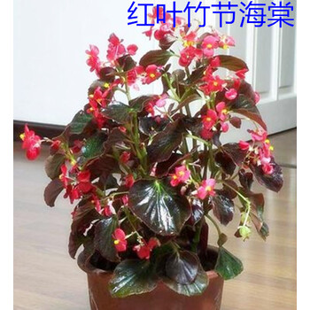 盆栽花卉植物 竹节海棠 又名秋海棠 竹节秋海棠四季开花促销 红叶四年