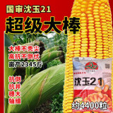 沈玉21玉米种子简介,高产特大棒981玉米种 耐高温 高产大穗抗病国审玉米 矮大棒沈玉21/4400粒原装(3斤多)一亩地