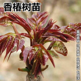 车厘子树苗樱桃树苖当年结果南方北方种植大樱桃苗嫁接苗果苗庭院阳台