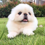 纯种京巴犬幼犬活体宠物狗狗宠物犬/北京犬/小型犬/白色 母