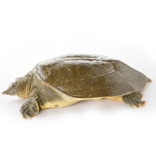 23.9元包邮  御品集美鲜  生态鲜活甲鱼1只 约1斤-1.3斤
