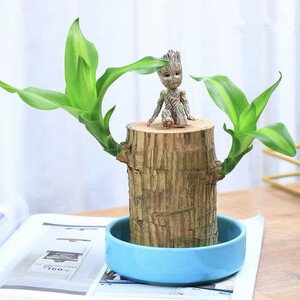 11.8元包邮 沁苑 巴西木水培植物 直径5cm（巴西木+陶瓷托盘+格鲁特+专用液）