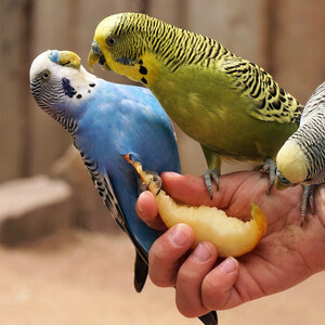 68元包邮  虎皮鹦鹉活体宠物  随机颜色 2只（一公一母）