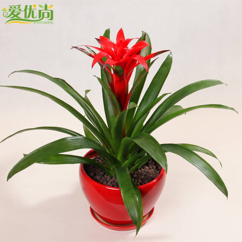 凤梨中型花卉绿植盆景办公