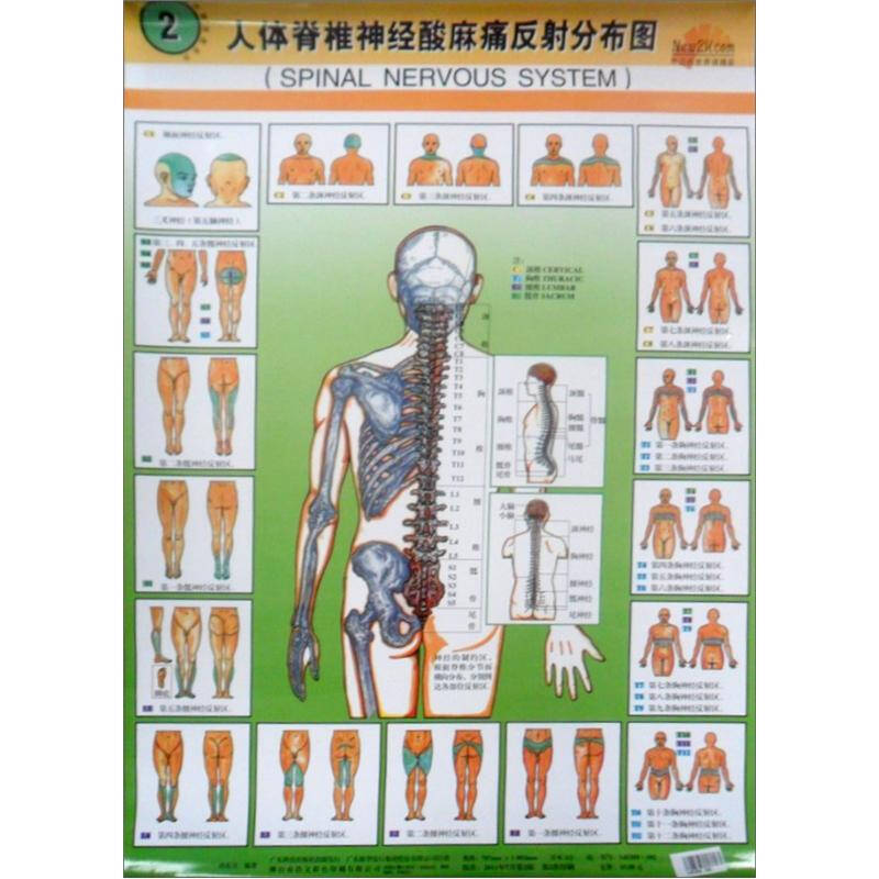 人体脊椎神经酸麻痛反射分布图2 京东自营