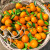 广西沃柑水果新鲜当季整箱一级沙糖蜜橘柑橘砂糖橘子桔子武鸣 【精品果】果径75mm以上 带箱10斤（JD快递）