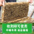 蜂之家蜜蜂蜂箱全套中蜂养蜂箱土蜂煮蜡诱蜂巢框套餐杉木养蜂工具批发 【7礼】煮蜡蜂箱+5个中蜂框