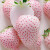 田良季【顺丰】淡雪草莓白粉色玉草莓水果奶油草莓年货新年礼送女友礼品 【白色淡雪】更香甜 4盒1000g礼盒丨低至22/盒超划算