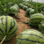 百萌（BAI MENG）水果种子 16度冰麒麟西瓜种子 甜薄皮西瓜种子田园种植红壤西瓜籽 5克大约有90粒左右 厂商封装