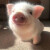 网红泰国迷你小香猪幼体不超30斤活体宠物猪好养幼崽活物小型可爱 粉色小香猪（3-5斤）