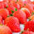 京芬【顺丰速运】丹东99红颜奶油草莓 新鲜水果甜草莓礼盒 3斤 带箱丹东草莓