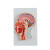 沪模 HM/319 头部正中矢状切面模型 大脑颅骨耳鼻喉解剖鼻咽腔教学演示 头部模型教具