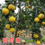 娅皙台湾黄金葡萄柚树苗南北方庭院种植地果树苗栽盆栽柚子苗当年结果 8年壮苗丰产