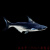 爱潮鸟鲨鱼成吉思汗鲨蓝鲨虎头鲨白化鲨凶猛热带淡水鱼观赏鱼活体 成吉思汗鲨15-17cm1条