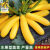 进口香蕉西葫芦种子水果型能生吃黄色西葫芦种籽春季四季蔬菜种籽 香蕉西葫芦种子 软精装30粒十宋肥