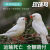 宠以沫珍珠鸟活体宠物灰白珍珠十姐妹保姆种鸟一对繁殖小幼鸟袖珍鸟 白+灰色珍珠8个月