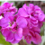 播种心情 紫罗兰花种子 宿根多年生 室内阳台盆栽易活易种花卉 春播夏播秋播花种子 紫罗兰500粒