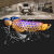 麦基乐红龙鱼金龙鱼七彩银龙练手幼苗热带鱼观赏鱼过背高背发财 银龙鱼苗13-16厘米