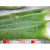 纳格兰纳格兰新鲜库拉索芦荟叶片食用芦荟鲜叶芦荟绿植盆栽 10年生  500克 不含盆