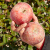 耀聪正宗新疆阿克苏冰糖心苹果新鲜水果礼盒装红富士时令丑苹果整箱 9斤 特级大果（95以上）