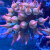 雪花红奶嘴海葵荧光绿红海葵珊瑚绿地毯小丑鱼共生软体鱼缸奶嘴 下单就送10cm紫头奶嘴一个