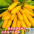 进口香蕉西葫芦种子水果型能生吃黄色西葫芦种籽春季四季蔬菜种籽 香蕉西葫芦种子 软精装30粒十宋肥