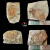 王冠三叶虫鱼树古生物化石原石天然考古标本客厅桌面创意摆件饰品 wgc-随机款