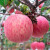 洛川苹果陕西时令水果红富士苹果礼盒装生鲜苹果脆甜 12枚75mm甄选果 礼盒装