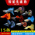 森悠（SARYOR）孔雀鱼纯种观赏鱼小型淡水好养热带鱼活体斑马金鱼繁殖 孔雀鱼套餐1