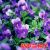 播种心情 紫罗兰花种子 宿根多年生 室内阳台盆栽易活易种花卉 春播夏播秋播花种子 紫罗兰500粒