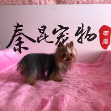 秦坤宠物北京犬舍纯种金头银背约克夏约克夏幼犬活体迷你约克夏小型犬